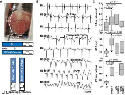 NS5806 Induces Electromechanically Discordant Alternans and Arrhythmogenic Voltage-Calcium Dynamics in the Isolated Intact Rabbit Heart